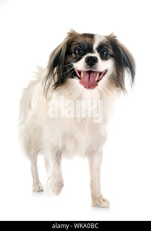 Phalene papillon cane davanti a uno sfondo bianco Foto Stock