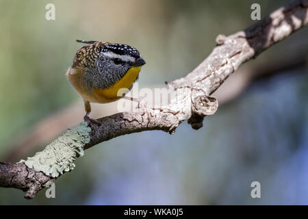 Avvistato Pardalote (Pardalotus punctatus), boschi parco storico, Greenvale, Australia Foto Stock