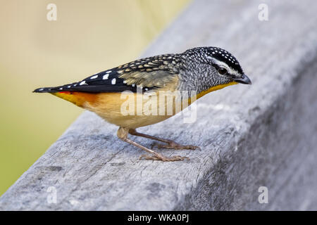 Avvistato Pardalote (Pardalotus punctatus), boschi parco storico, Greenvale, Australia Foto Stock