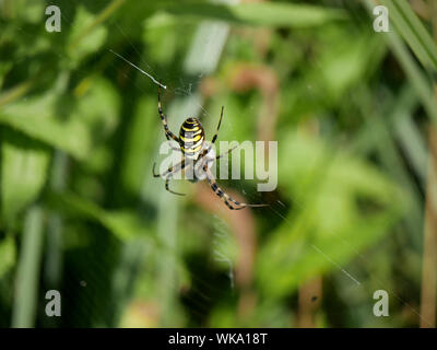 Wasp Spider - argiope bruennichi avvolgimento è preda di seta fine sarà poi iniettare veleno per sciogliere preda Foto Stock