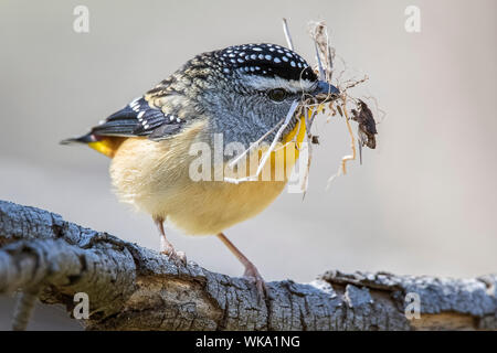 Avvistato Pardalote (Pardalotus punctatus), boschi parco storico, Greenvale, Australia Foto Stock