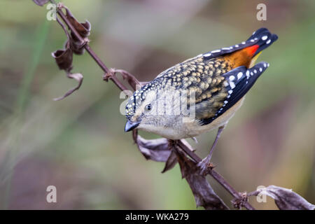 Avvistato Pardalote (Pardalotus punctatus), sì da zone umide, Yea, Australia Foto Stock