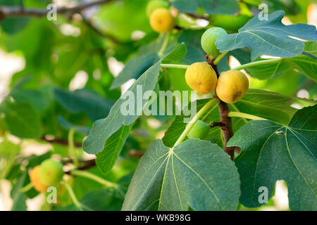 Fresche, gialla matura fichi giovani frutti su un ramo su uno sfondo di piante succulente verde delle foglie di un albero. Foto Stock