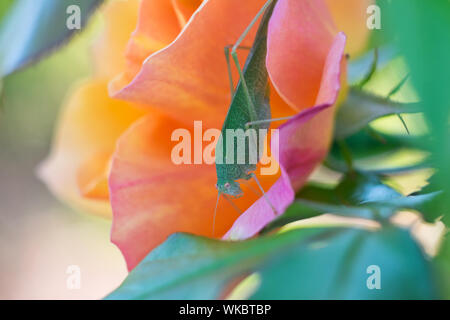 Cavalletta verde nascosti su una rosa di arancia Foto Stock