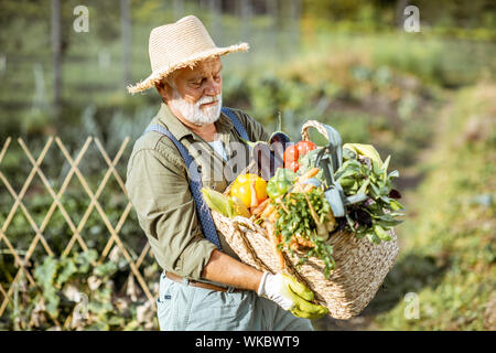 Ritratto di un senior ben vestito agronomo con cesto pieno di appena prelevato le verdure sul giardino all'aperto. Concetto di crescita di prodotti organici e di pensionamento attivo Foto Stock