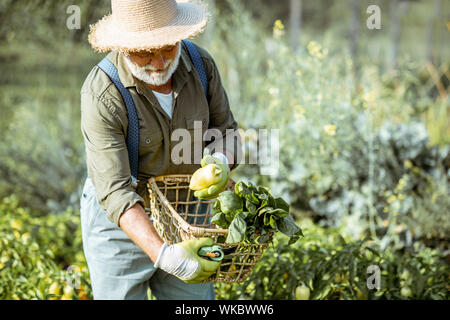 Senior ben vestito man picking up peperoni freschi su un giardino organico durante il tramonto. Concetto di crescita di prodotti organici e di pensionamento attivo Foto Stock