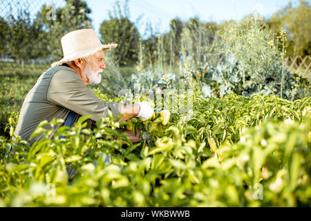 Senior ben vestito man picking up peperoni freschi su un giardino organico durante il tramonto. Concetto di crescita di prodotti organici e di pensionamento attivo Foto Stock