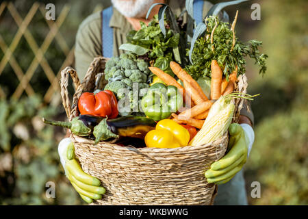 Uomo con cesto pieno di appena prelevato ortaggi in giardino, close-up Foto Stock