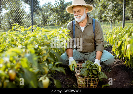 Senior ben vestito man picking up peperoni freschi su un giardino organico durante il tramonto. Concetto di crescita di prodotti organici e di pensionamento attivo Foto Stock