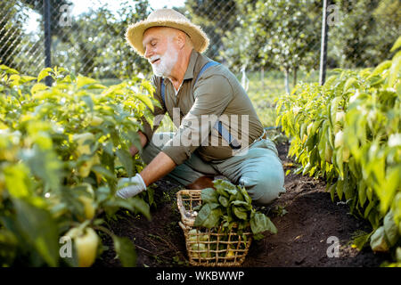 Senior ben vestito man picking up peperoni freschi su un giardino organico durante il tramonto. Concetto di crescita di prodotti organici e di pensionamento attivo Foto Stock