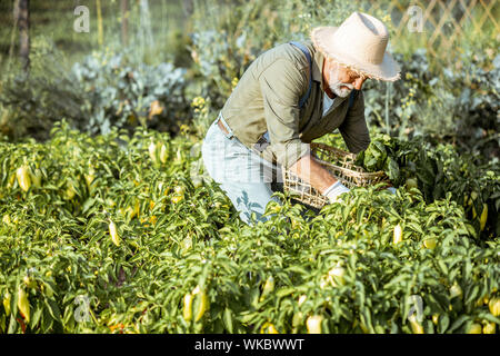 Senior ben vestito man picking up peperoni freschi su un giardino organico durante il tramonto. Concetto di crescita di prodotti organici e di pensionamento attivo Foto Stock