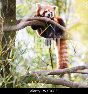 Panda rosso (Ailurus fulgens, lit. 'Shining cat') Foto Stock