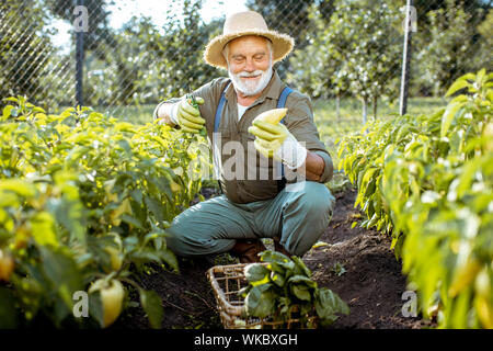 Senior ben vestito man picking up peperoni freschi su un giardino organico durante il tramonto. Concetto di crescita di prodotti organici e di pensionamento attivo Foto Stock