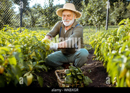 Senior ben vestito man picking up peperoni freschi su un giardino organico durante il tramonto. Concetto di crescita di prodotti organici e di pensionamento attivo Foto Stock