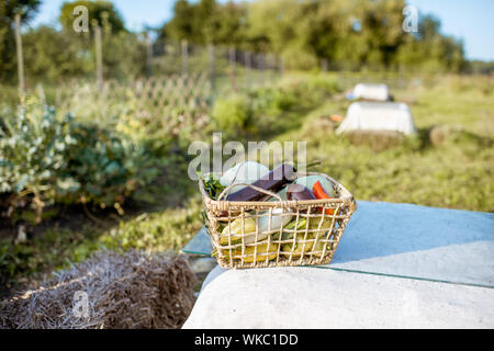 Cestello con appena prelevato le verdure su un giardino biologico Foto Stock
