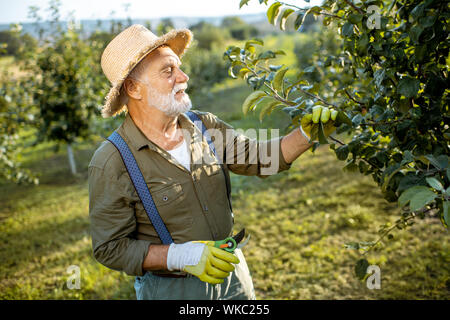 Senior ben vestito uomo come un giardiniere potatura di rami di alberi da frutto in apple Orchard. Concetto di frutto di giardinaggio in età pensionabile Foto Stock