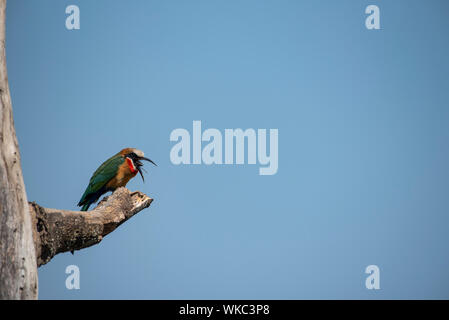 Bianco-fronteggiata gruccione regurgitating un pellet Foto Stock