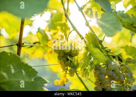 Viticoltura sul vigneto, vista da vicino Foto Stock