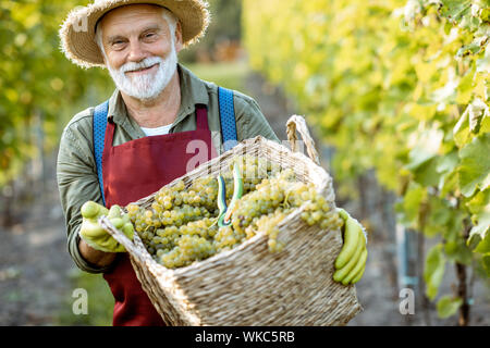 Ritratto di un felice senior enologo in grembiule e cappello di paglia con cesto pieno di appena prelevato l'uva in vigneto Foto Stock