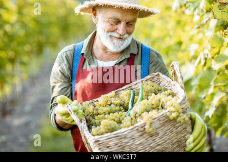 Ritratto di un felice senior enologo in grembiule e cappello di paglia con cesto pieno di appena prelevato l'uva in vigneto Foto Stock