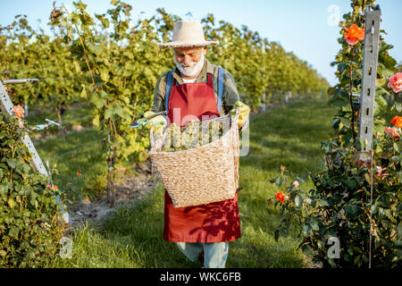 Senior ben vestito enologo camminare con il cesto pieno di appena raccolto di uve da vino, raccolta sul vigneto durante una serata di sole Foto Stock