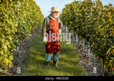 Senior ben vestito enologo camminando sul vigneto, controllo del grado di maturazione delle uve bianche su una mattina di sole Foto Stock