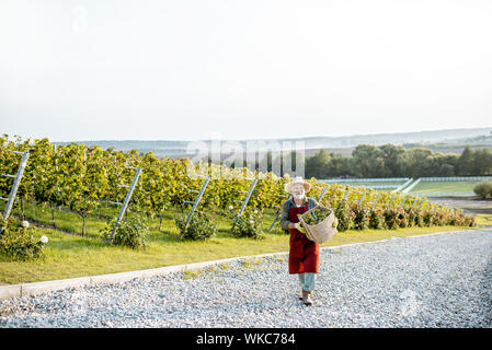 Senior ben vestito enologo camminare con il cesto pieno di appena raccolto di uve da vino, vista orizzontale con spazio di copia Foto Stock