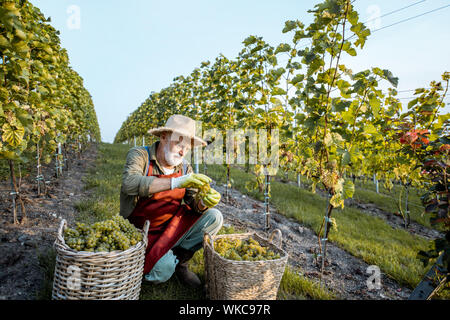 Senior ben vestito enologo per controllare la qualità delle uve, guardando a fresco appena prelevato raccolto sul vigneto su una soleggiata sera Foto Stock
