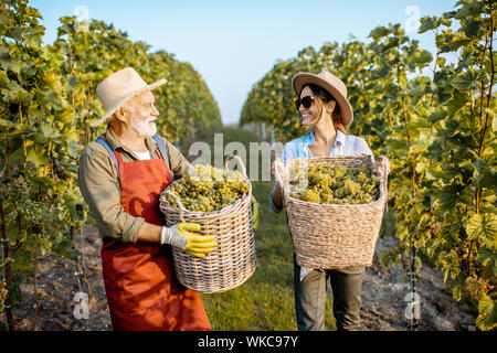 Senior l'uomo con la giovane donna che trasportano cesti pieni di appena raccolto di uve da vino sul vigneto, raccolta raccolto fresco su una soleggiata sera. Famiglia il concetto di business Foto Stock