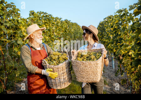 Senior l'uomo con la giovane donna che trasportano cesti pieni di appena raccolto di uve da vino sul vigneto, raccolta raccolto fresco su una soleggiata sera. Famiglia il concetto di business Foto Stock
