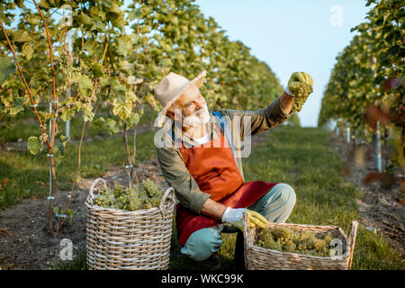 Senior ben vestito enologo per controllare la qualità delle uve, guardando a fresco appena prelevato raccolto sul vigneto su una soleggiata sera Foto Stock