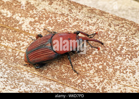 Rhynchophorus ferrugineus red palm curculione, campione per adulti Foto Stock