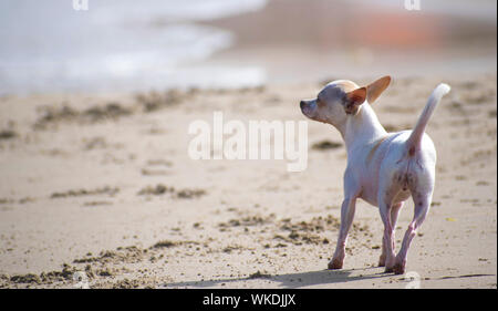 Chihuahua in esecuzione alla spiaggia. Un chihuahua al mare scatenato. Animali domestici in estate, carino chihuahuas canine camminare da solo in una spiaggia di sabbia in Spagna, 2019. Foto Stock