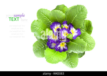 Violetta primula isolate su sfondo bianco Foto Stock