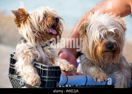 Due simpatici o dello Yorkshire terrier Yorkie cani nel cestello. Il trasporto di due dolci york shire terrier cani. Carino yorkshir canino all'interno di un cestello. Spagna, 2019. Foto Stock