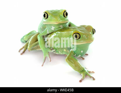 Phyllomedusa sauvagii davanti a uno sfondo bianco Foto Stock