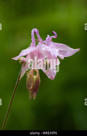 Un primo piano di una rosa aquilegia comune (Aquilegia vulgaris) fiore. Foto Stock