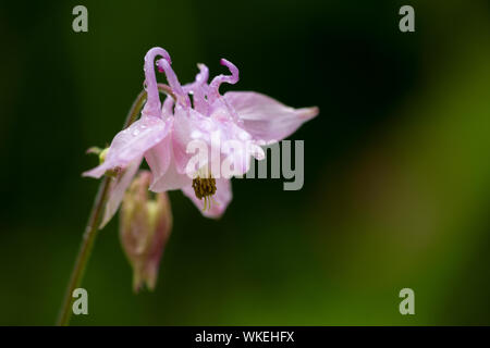 Un primo piano di una rosa aquilegia comune (Aquilegia vulgaris) fiore. Foto Stock