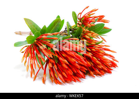 Ixora flower o spike fiore isolato su bianco Foto Stock