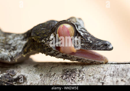 Geco Uroplatus in Madagascar, leccare è eye Foto Stock