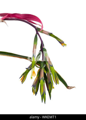 Inarcamento gambo di fiore di terrestrial bromeliad, Billbergia nutans 'Variegata', su sfondo bianco Foto Stock