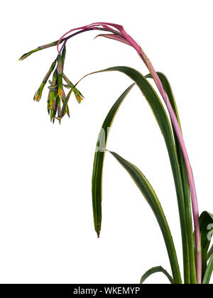 Inarcamento gambo di fiore di terrestrial bromeliad, Billbergia nutans 'Variegata', su sfondo bianco Foto Stock