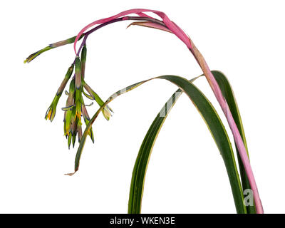 Inarcamento gambo di fiore di terrestrial bromeliad, Billbergia nutans 'Variegata', su sfondo bianco Foto Stock