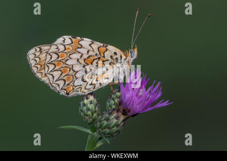 Con sunrise spotted fritillary butterfly (Melitaea didyma) Foto Stock