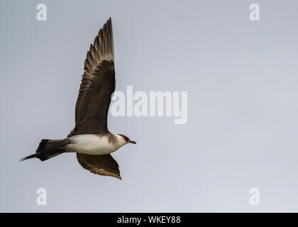 Artico o skua parassita (Stercorarius parasiticus), in volo, Unst, Shetland Foto Stock