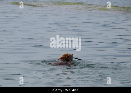 Il cane è il nuoto in acqua con un bastone nella sua bocca, che lo porta al suo proprietario. Foto Stock