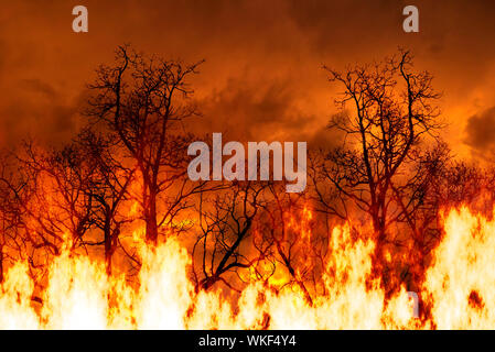 Di alberi in fiamme, concept per la foresta pluviale amazzonica sul fuoco Foto Stock