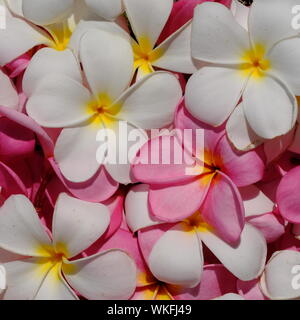 Il Frangipani PlumeriaFlower Rosa Bianco Giallo Foto Stock