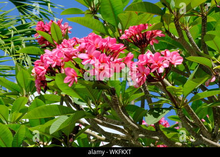 Il Frangipani Plumeria albero fiore bianco rosa Foto Stock