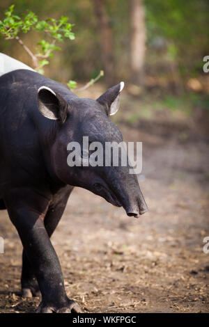 Il tapiro: la malese, chiamato anche Asian tapiro (Tapirus indicus) Foto Stock